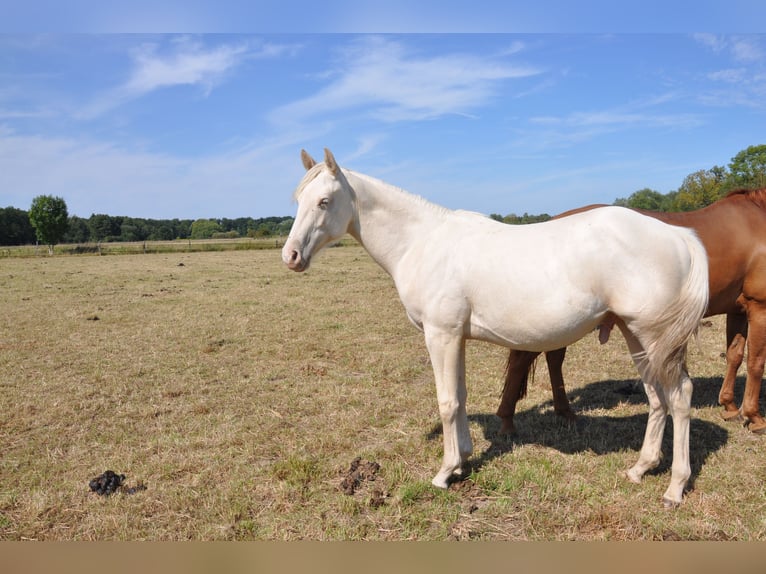 American Quarter Horse Ogier 1 Rok 158 cm Szampańska in B&#xFC;ckeburg Evesen