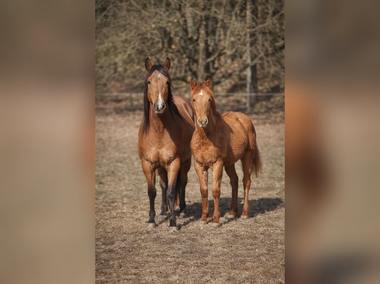 American Quarter Horse Ogier 1 Rok 160 cm Bułana in Písek