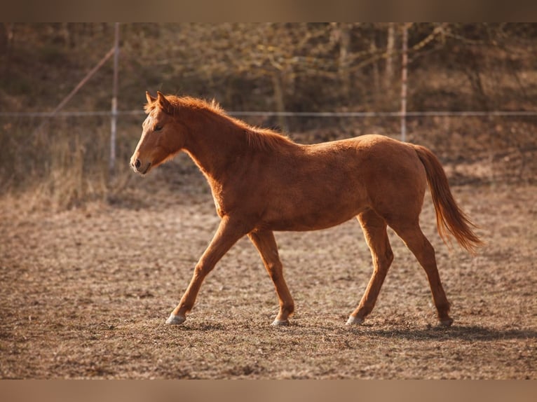 American Quarter Horse Ogier 1 Rok 160 cm Bułana in Písek