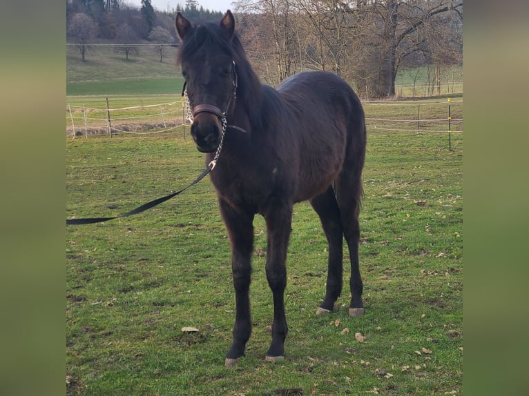 American Quarter Horse Ogier 1 Rok 160 cm Gniada in Kaufbeuren