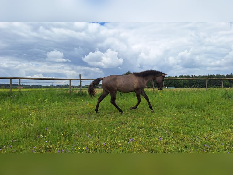 American Quarter Horse Ogier 1 Rok 160 cm Grullo in Altenmarkt an der Alz