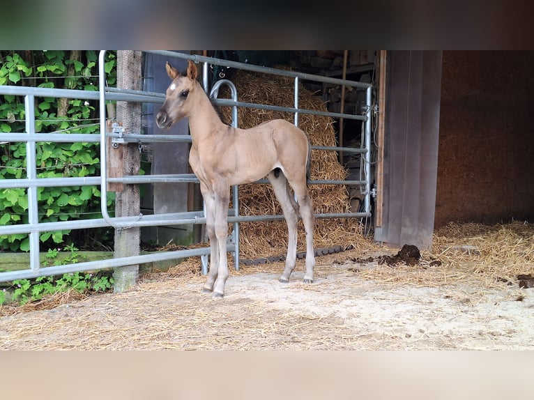 American Quarter Horse Ogier 1 Rok 160 cm Grullo in Altenmarkt an der Alz
