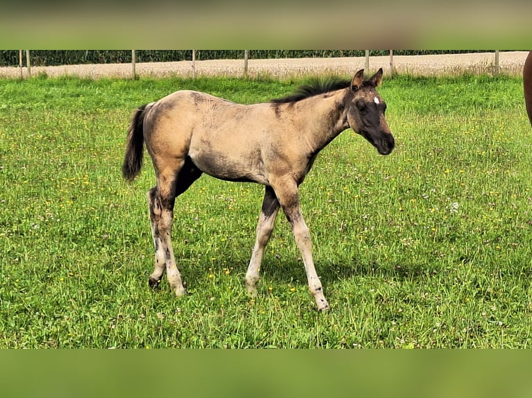 American Quarter Horse Ogier 1 Rok 160 cm Grullo in Altenmarkt an der Alz