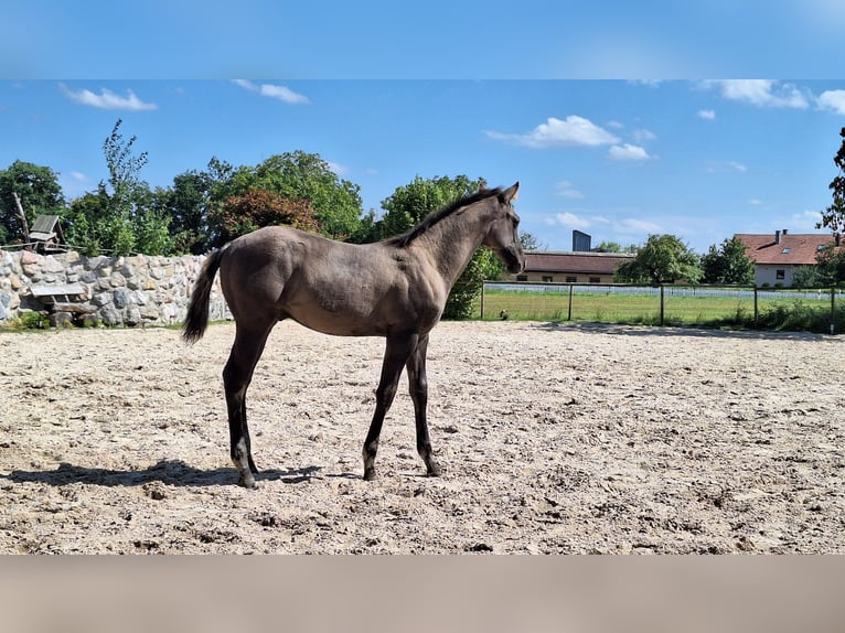 American Quarter Horse Ogier 1 Rok 160 cm Grullo in Altenmarkt an der Alz