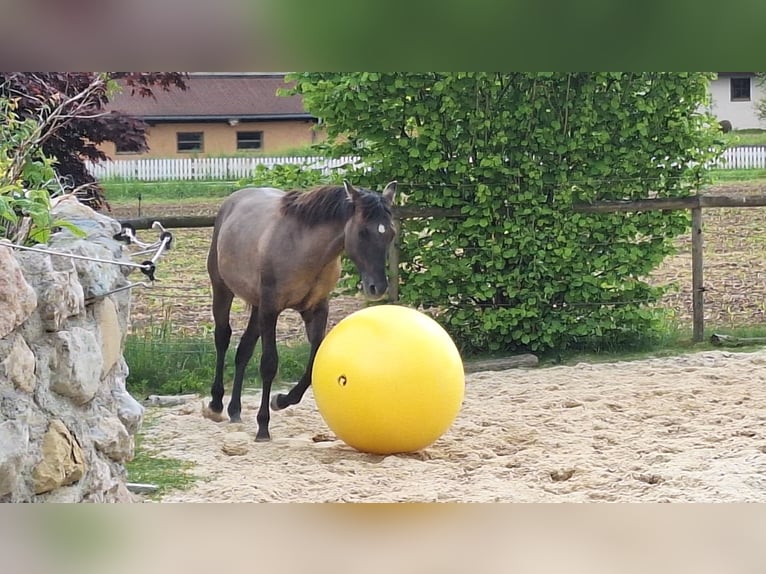 American Quarter Horse Ogier 1 Rok 160 cm Grullo in Altenmarkt an der Alz