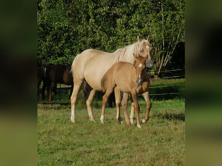 American Quarter Horse Mix Ogier 1 Rok Bułana in Solingen