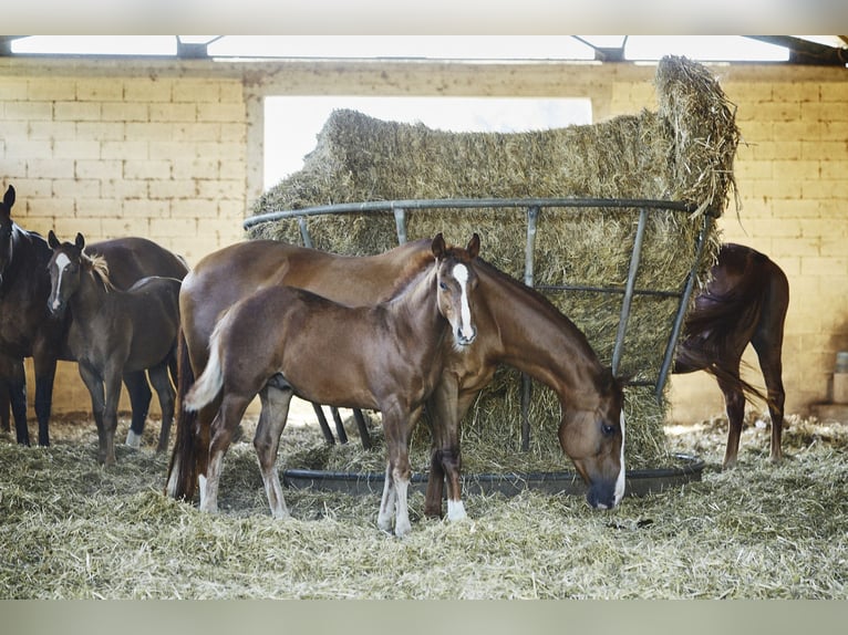 American Quarter Horse Ogier 1 Rok Ciemnokasztanowata in München