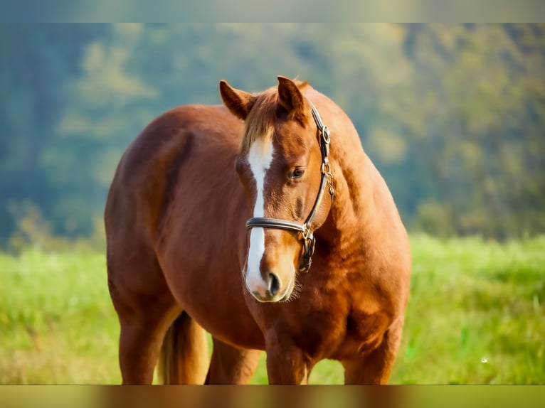 American Quarter Horse Ogier 1 Rok Ciemnokasztanowata in München