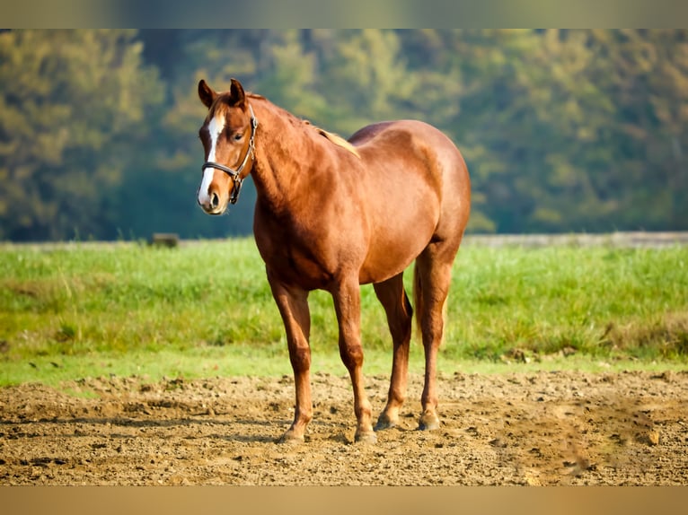 American Quarter Horse Ogier 1 Rok Ciemnokasztanowata in München