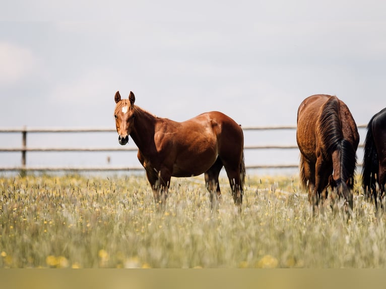American Quarter Horse Ogier 1 Rok Ciemnokasztanowata in Deining