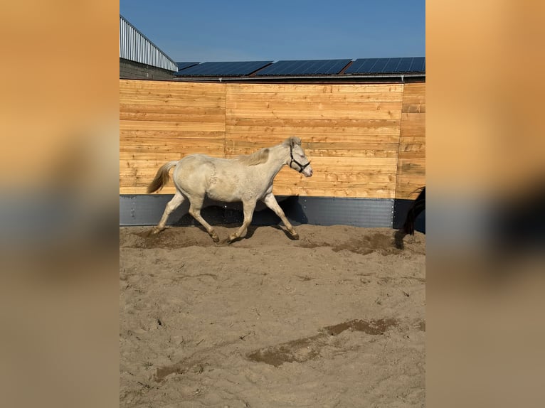 American Quarter Horse Ogier 1 Rok Cremello in Trüben