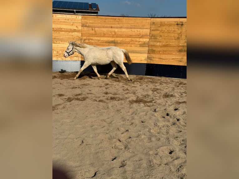 American Quarter Horse Ogier 1 Rok Cremello in Trüben