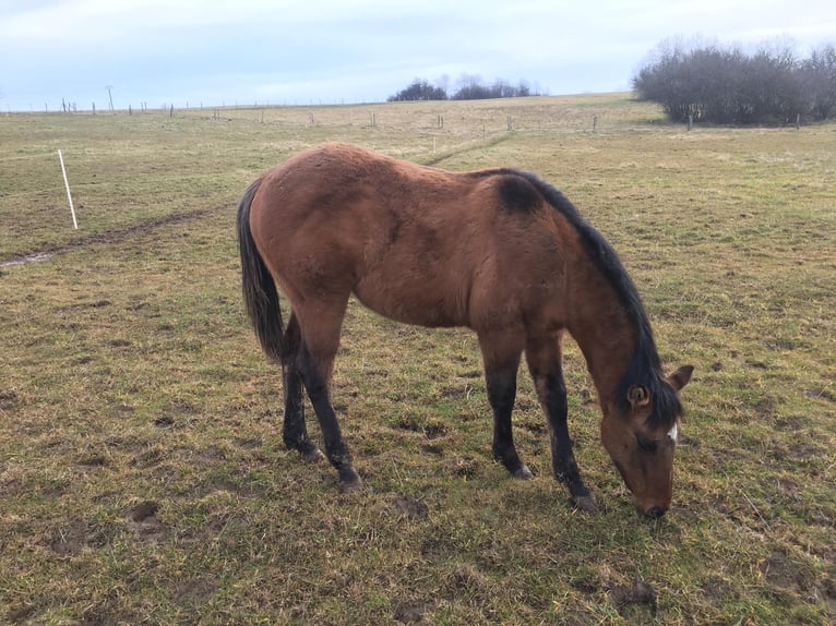 American Quarter Horse Ogier 1 Rok Formy Brown Falb in Petit-Réderching