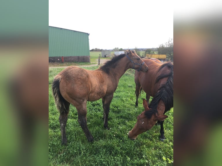 American Quarter Horse Ogier 1 Rok Formy Brown Falb in Petit-Réderching