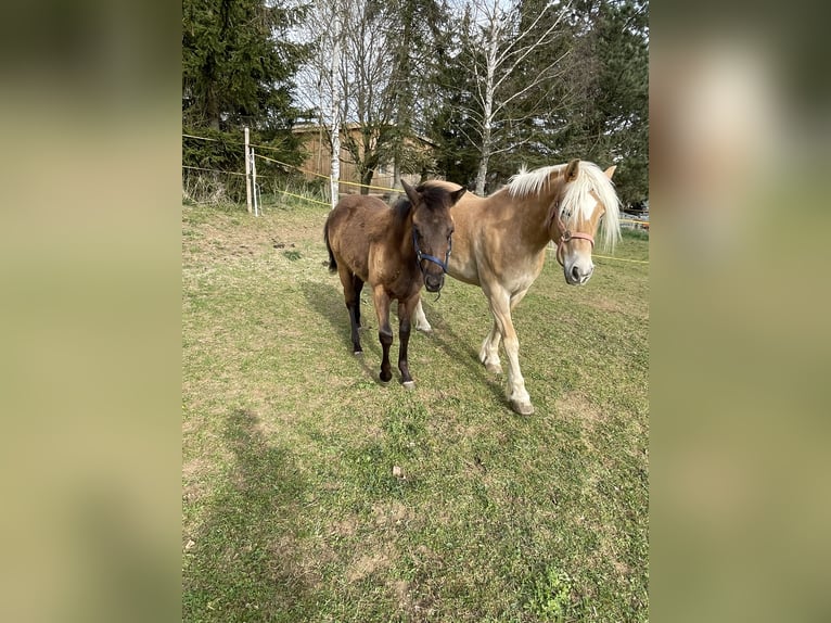 American Quarter Horse Ogier 1 Rok Gniada in Laichingen Suppingen