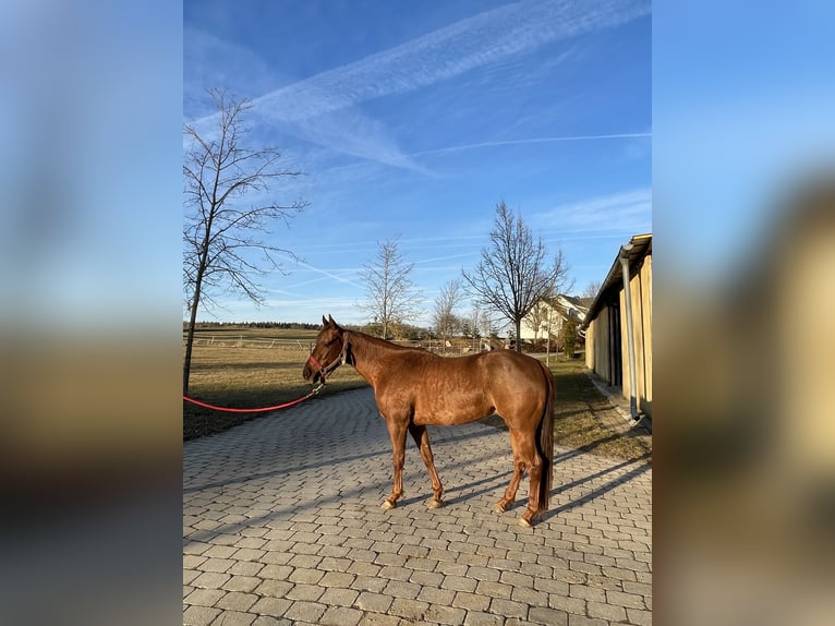 American Quarter Horse Ogier 1 Rok Gniada in Laichingen Suppingen
