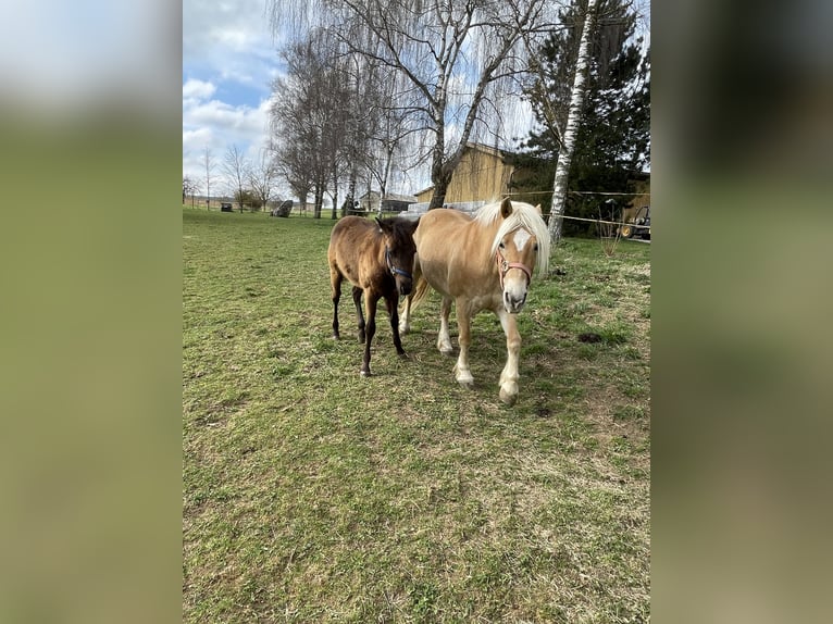 American Quarter Horse Ogier 1 Rok Gniada in Laichingen Suppingen