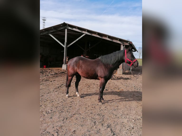 American Quarter Horse Ogier 1 Rok Gniada in Laichingen Suppingen