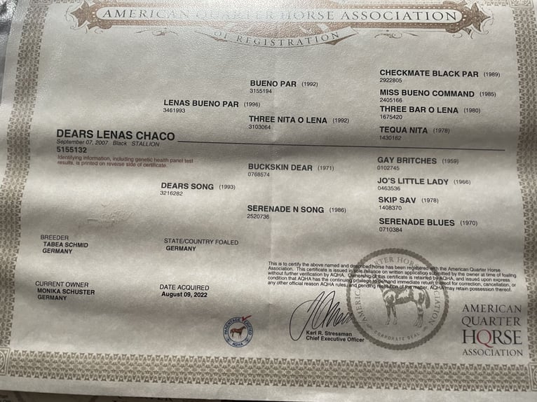 American Quarter Horse Ogier 1 Rok Gniada in Laichingen Suppingen