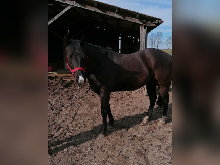 American Quarter Horse Ogier 1 Rok Gniada in Laichingen Suppingen