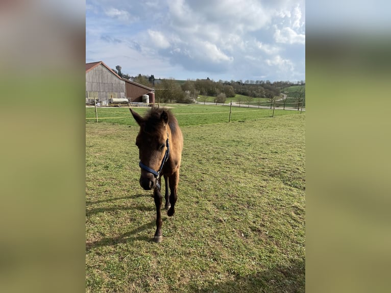 American Quarter Horse Ogier 1 Rok Gniada in Laichingen Suppingen