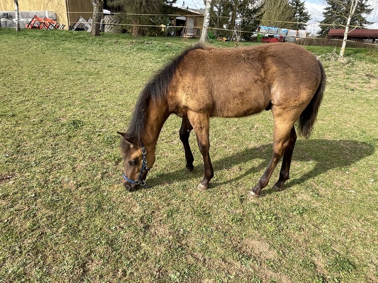 American Quarter Horse Ogier 1 Rok Gniada in Laichingen Suppingen