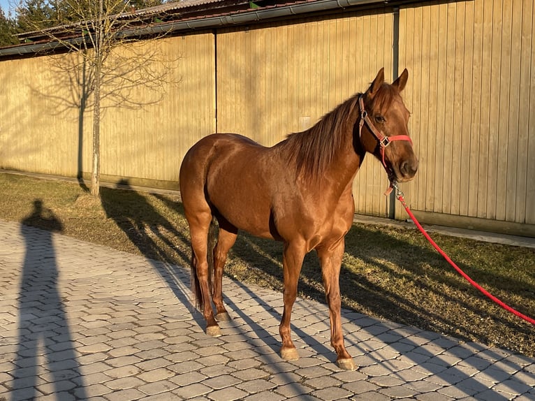 American Quarter Horse Ogier 1 Rok Gniada in Laichingen Suppingen