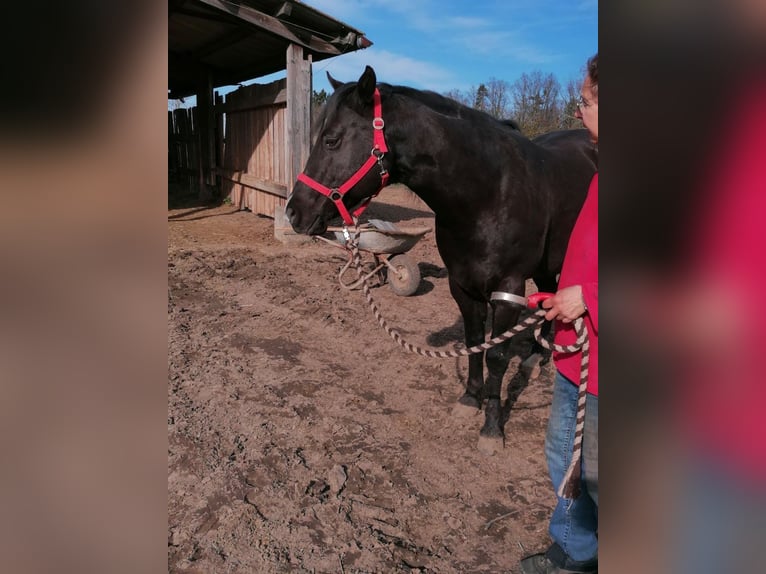 American Quarter Horse Ogier 1 Rok Gniada in Laichingen Suppingen