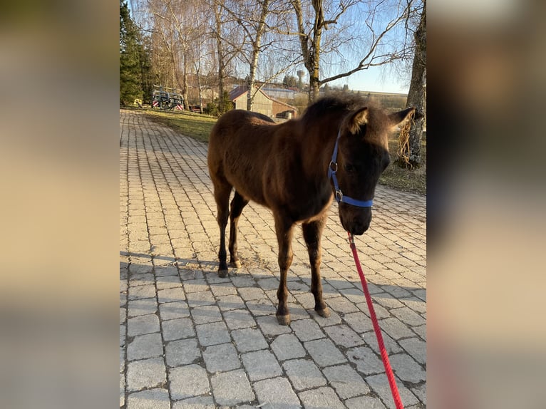 American Quarter Horse Ogier 1 Rok Gniada in Laichingen Suppingen