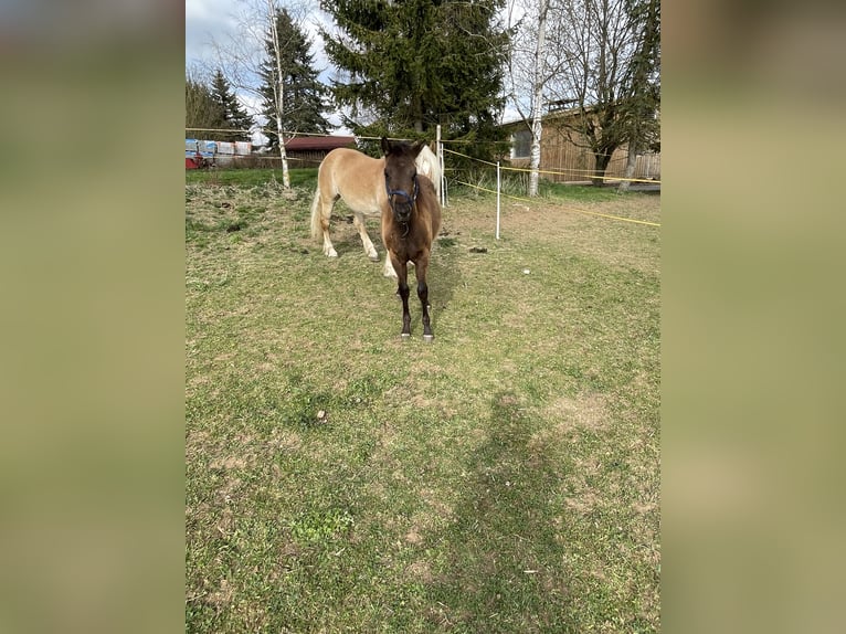 American Quarter Horse Ogier 1 Rok Gniada in Laichingen Suppingen