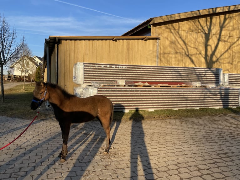 American Quarter Horse Ogier 1 Rok Gniada in Laichingen Suppingen