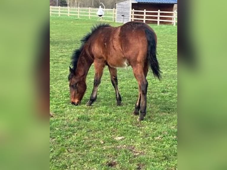 American Quarter Horse Ogier 1 Rok Gniada in Tienen