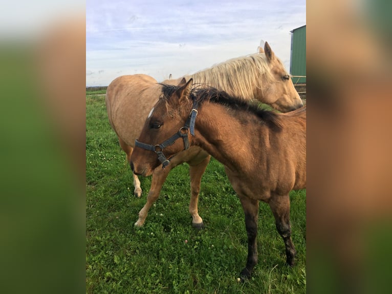 American Quarter Horse Ogier 1 Rok Gniada in Petit-Réderching