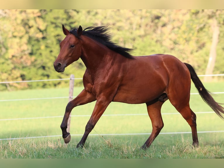 American Quarter Horse Ogier 1 Rok Gniada in Linz