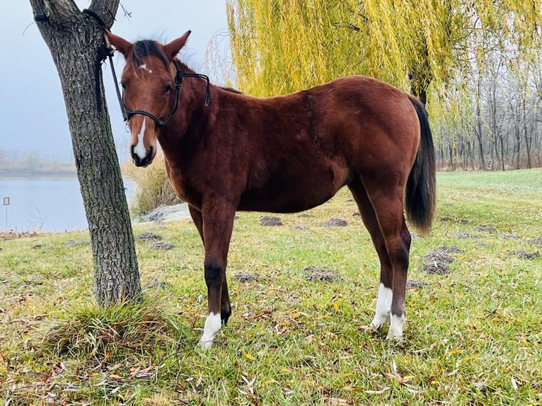 American Quarter Horse Ogier 1 Rok Gniada in Tabdi