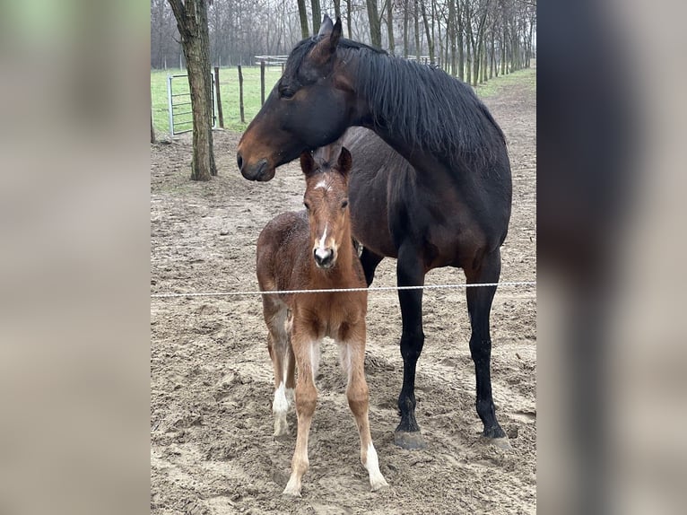 American Quarter Horse Ogier 1 Rok Gniada in Tabdi