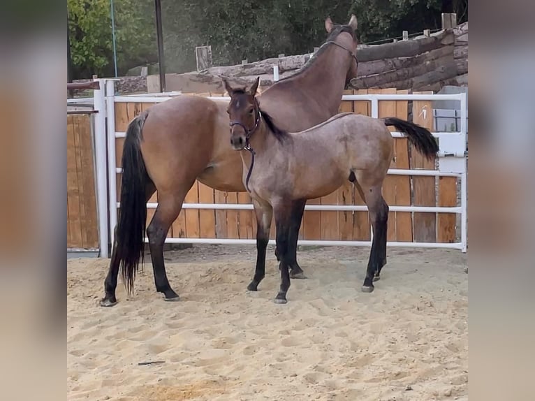 American Quarter Horse Ogier 1 Rok Grullo in Mouriès