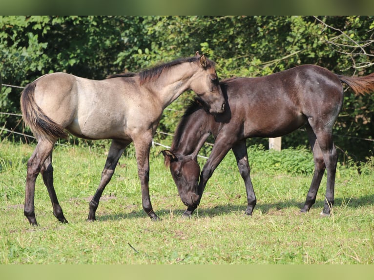 American Quarter Horse Ogier 1 Rok Grullo in Falkensee