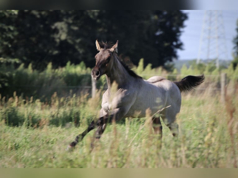 American Quarter Horse Ogier 1 Rok Grullo in Falkensee