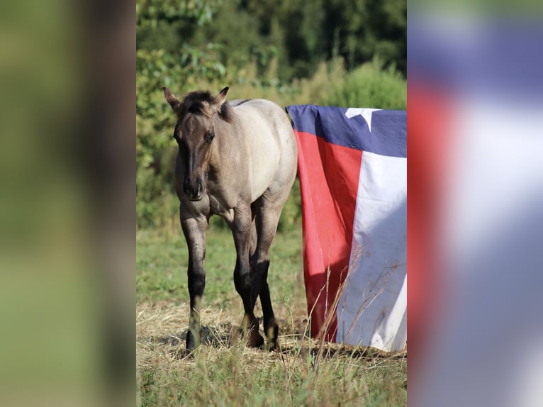 American Quarter Horse Ogier 1 Rok Grullo in Falkensee