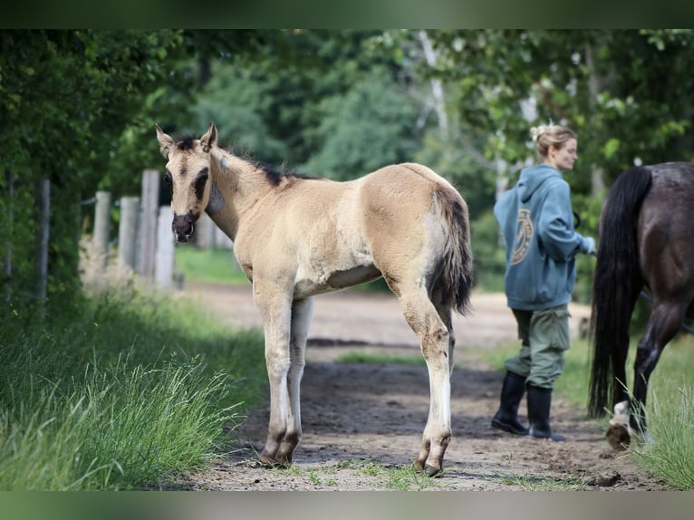 American Quarter Horse Ogier 1 Rok Grullo in Falkensee