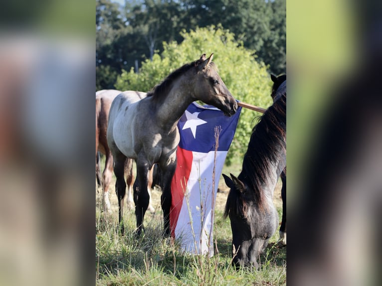 American Quarter Horse Ogier 1 Rok Grullo in Falkensee