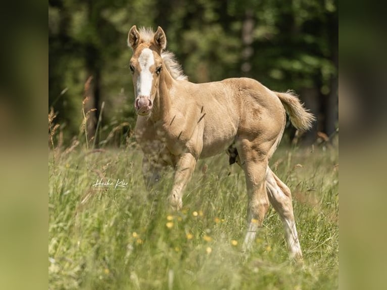American Quarter Horse Ogier 1 Rok Izabelowata in Laubach