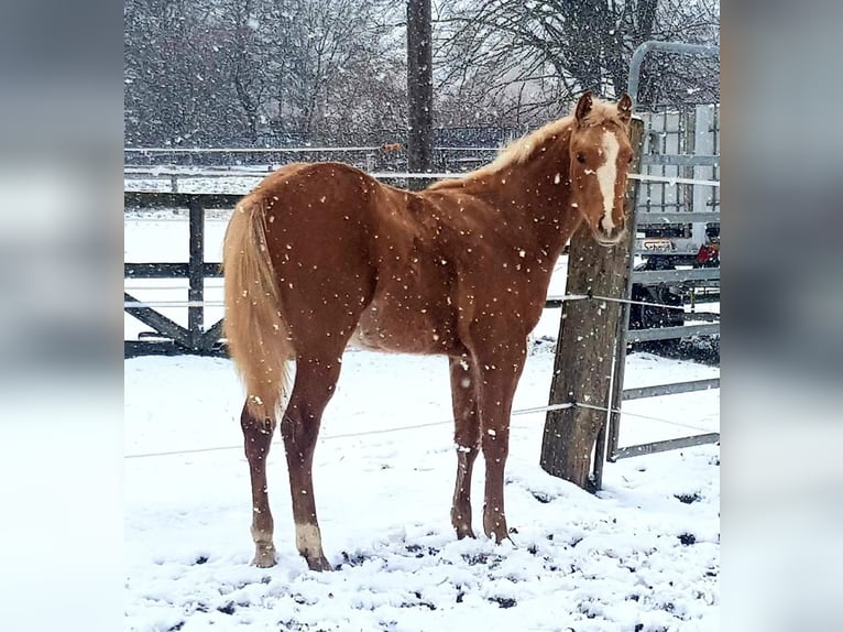 American Quarter Horse Ogier 1 Rok Izabelowata in Calden