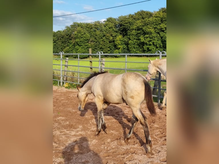 American Quarter Horse Ogier 1 Rok Jelenia in Auw Bei Prüm