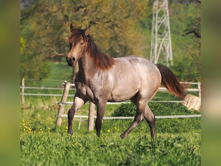 American Quarter Horse Ogier 1 Rok Jelenia in Hagen im BremischenHagen im Bremischen