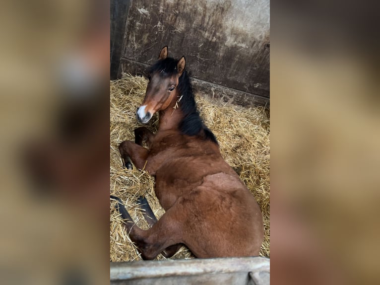 American Quarter Horse Ogier 1 Rok Jelenia in Waasmunster