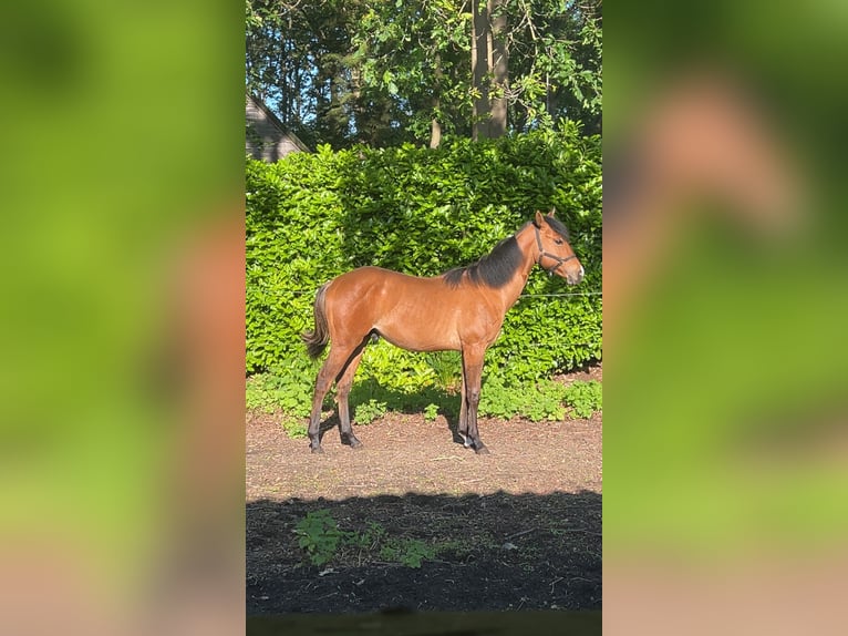 American Quarter Horse Ogier 1 Rok Jelenia in Waasmunster