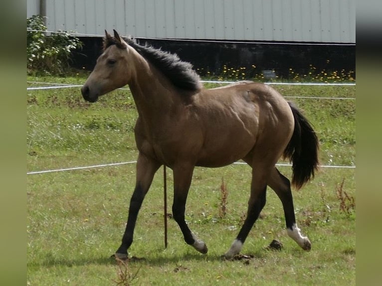American Quarter Horse Ogier 1 Rok Jelenia in Beltheim