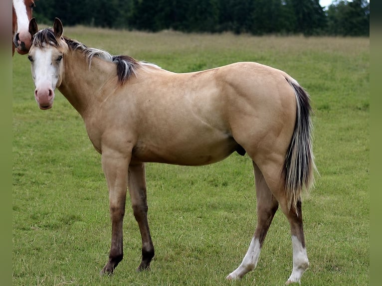 American Quarter Horse Ogier 1 Rok Jelenia in Laubach